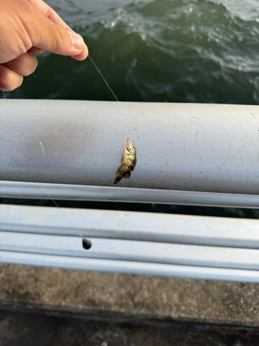 クロメバルの釣果