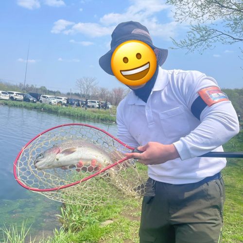 ニジマスの釣果