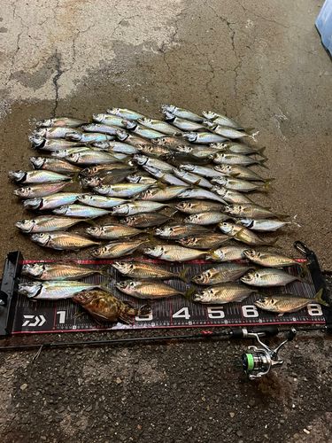 アジの釣果