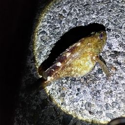 カサゴ