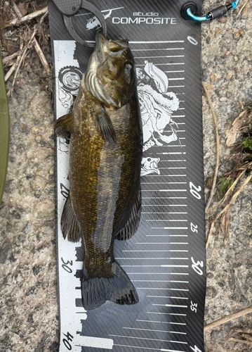 スモールマウスバスの釣果