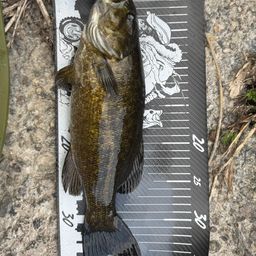 スモールマウスバス