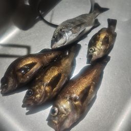 メバル