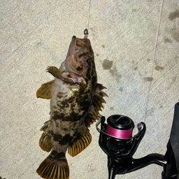 セイゴ（タイリクスズキ）