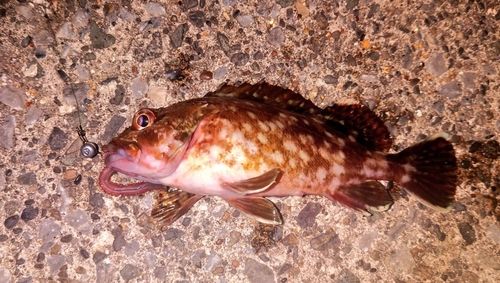 カサゴの釣果