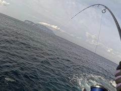 ヒラマサの釣果