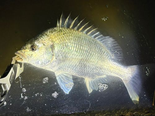 キビレの釣果