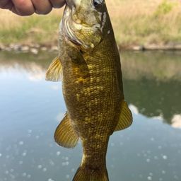 スモールマウスバス