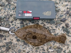 ソゲの釣果