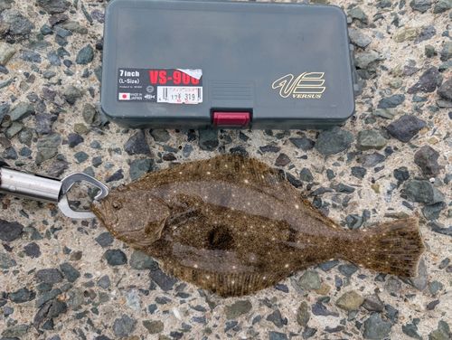 ソゲの釣果