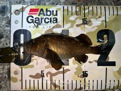 エゾメバルの釣果