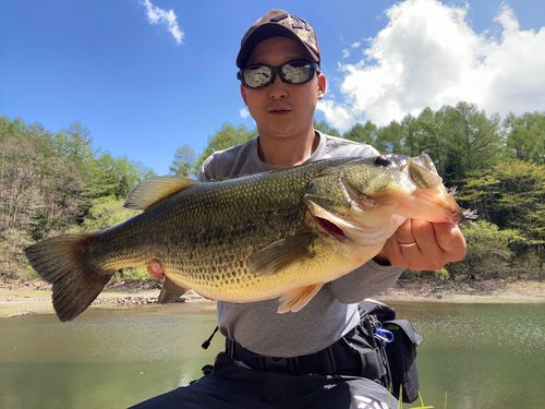 ブラックバスの釣果