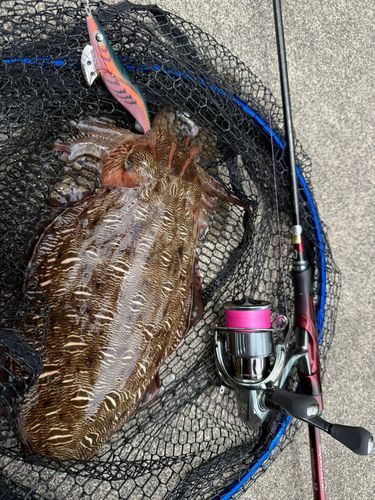 カミナリイカの釣果