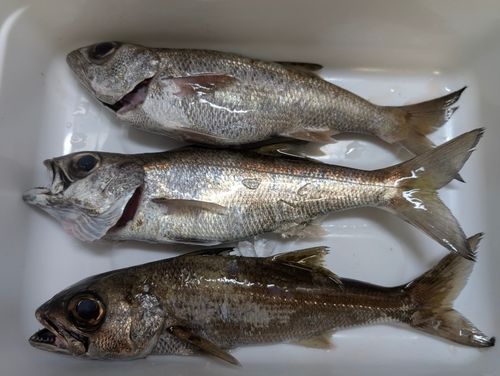クロムツの釣果