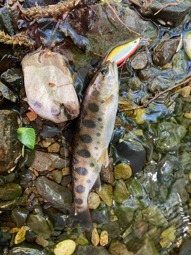 ヤマメの釣果