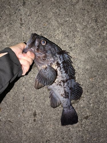 クロソイの釣果