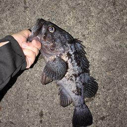 クロソイ