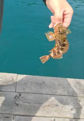 ガシラの釣果