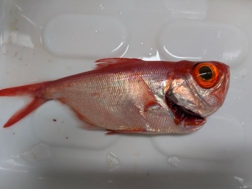 キンメダイの釣果