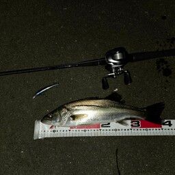 フッコ（マルスズキ）