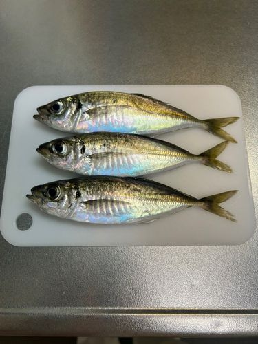 アジ