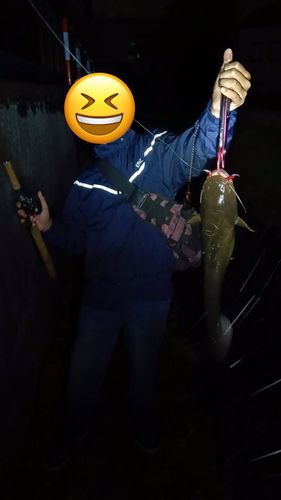 マナマズの釣果