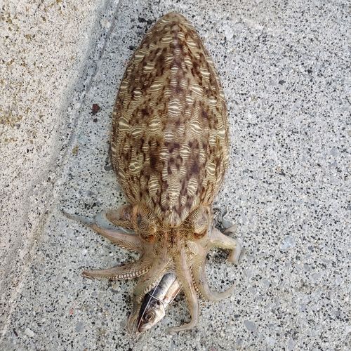 コウイカの釣果