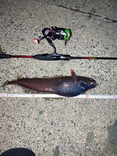 ドンコの釣果
