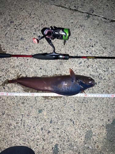 ドンコの釣果