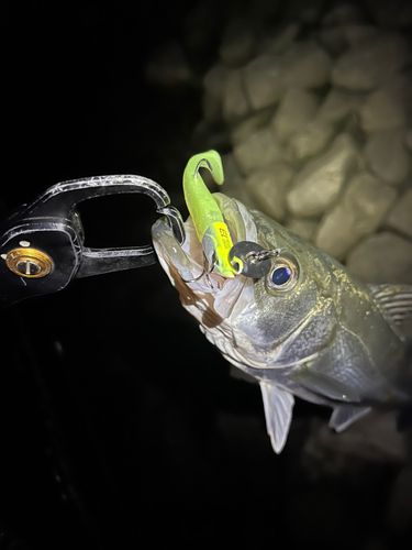 スズキの釣果