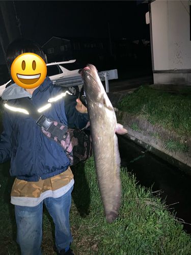 マナマズの釣果