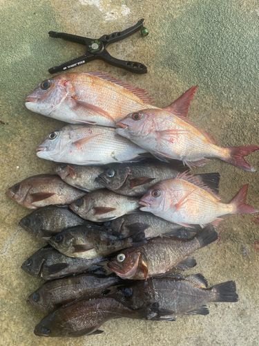 クロメバルの釣果