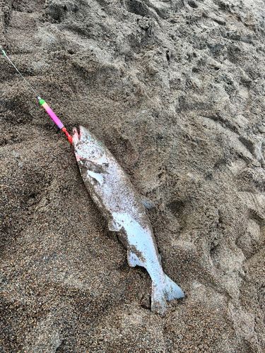 サケの釣果