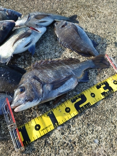 クロダイの釣果