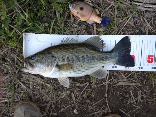 ラージマウスバスの釣果