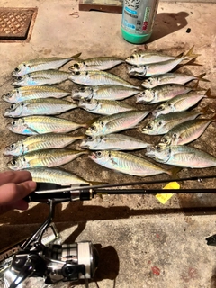アジの釣果