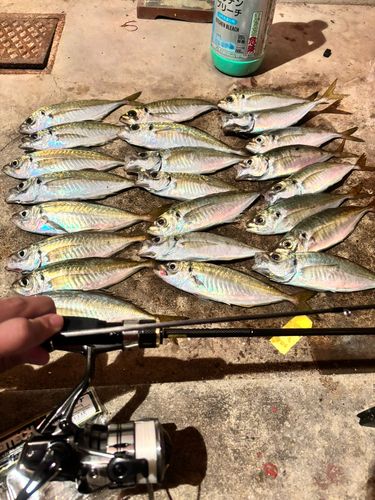アジの釣果