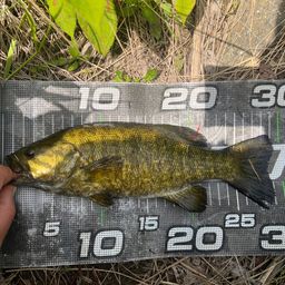 スモールマウスバス