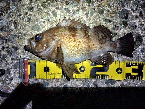 メバルの釣果