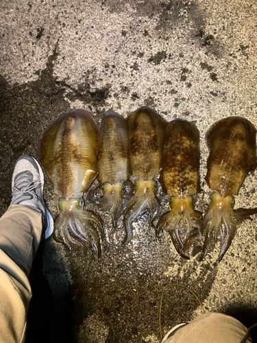 アオリイカの釣果
