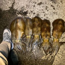 アオリイカ