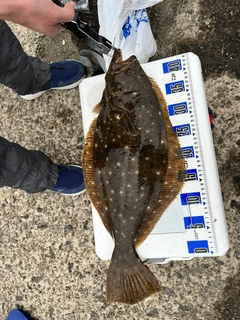 ヒラメの釣果