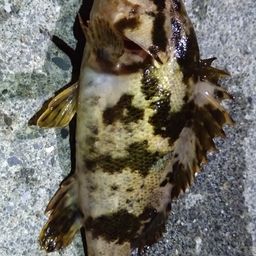 タケノコメバル