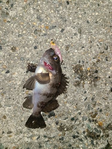 メバルの釣果