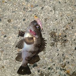 メバル