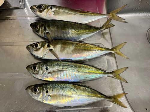 アジの釣果