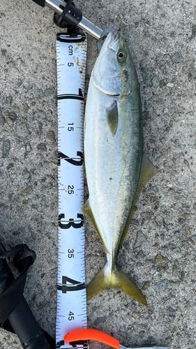 ハマチの釣果