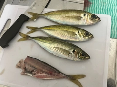 アジの釣果