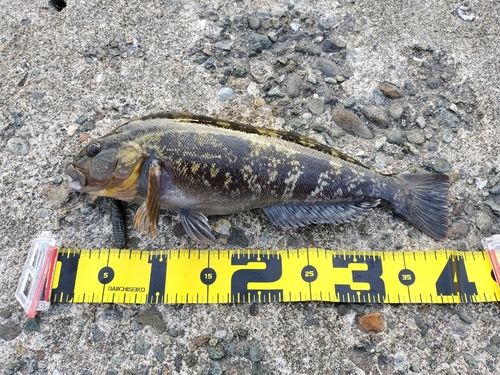 アイナメの釣果