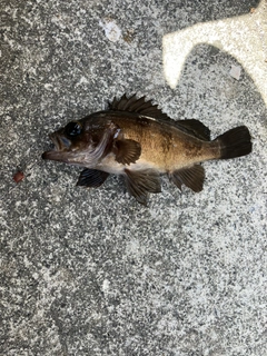 イセエビの釣果